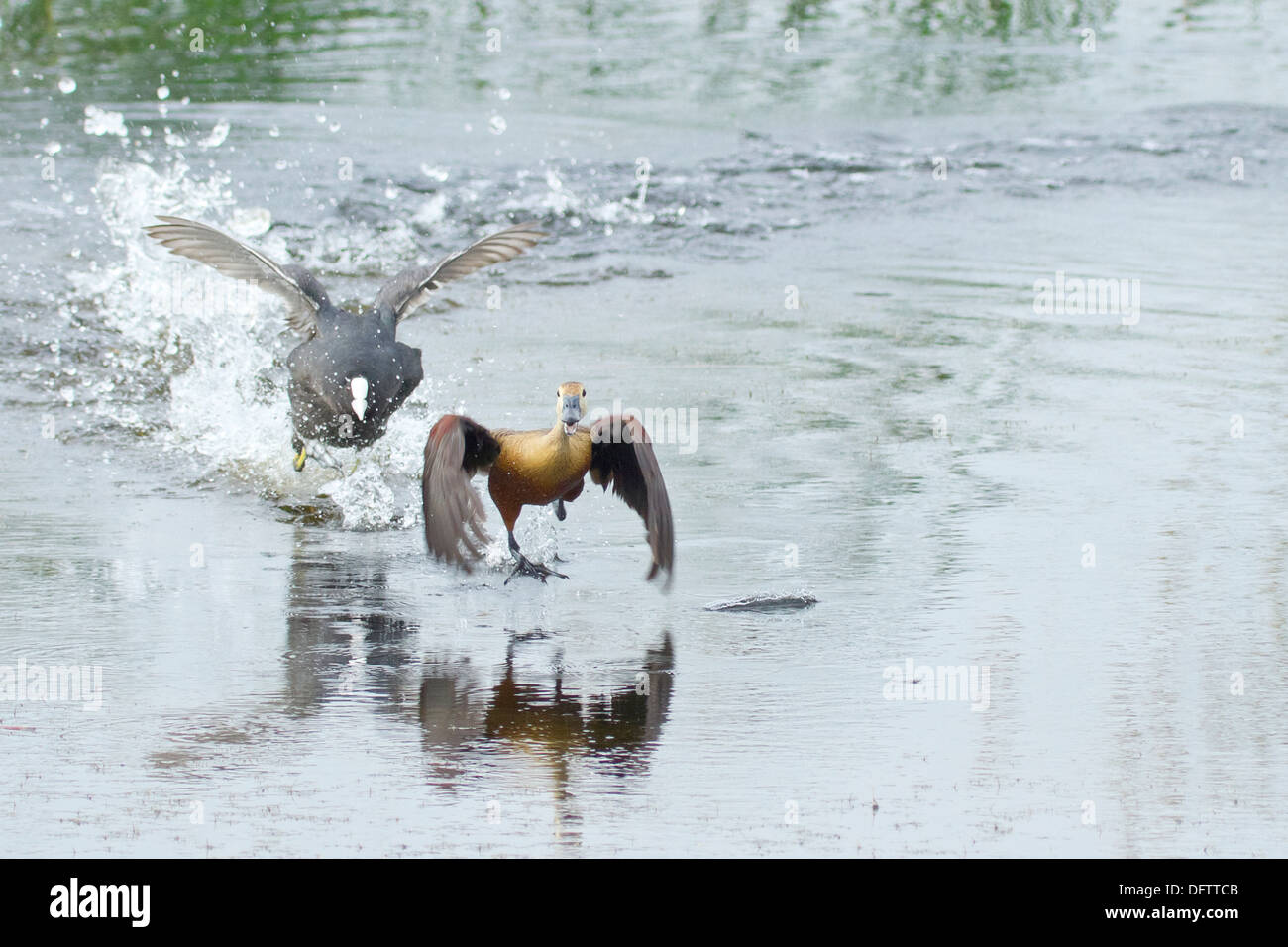 Eurasian folaga (fulica atra) a caccia di minor sibilo duck ( (Dendrocygna javanica) Foto Stock