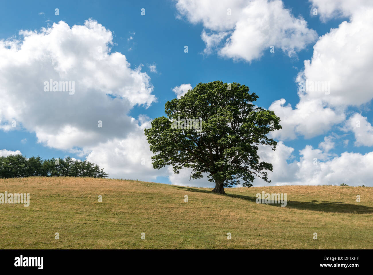 Albero di quercia in alta stagione su erba colline coperte con cielo blu e nuvole bianche. HEDGE in cima alla collina. Regno Unito formato verticale Foto Stock