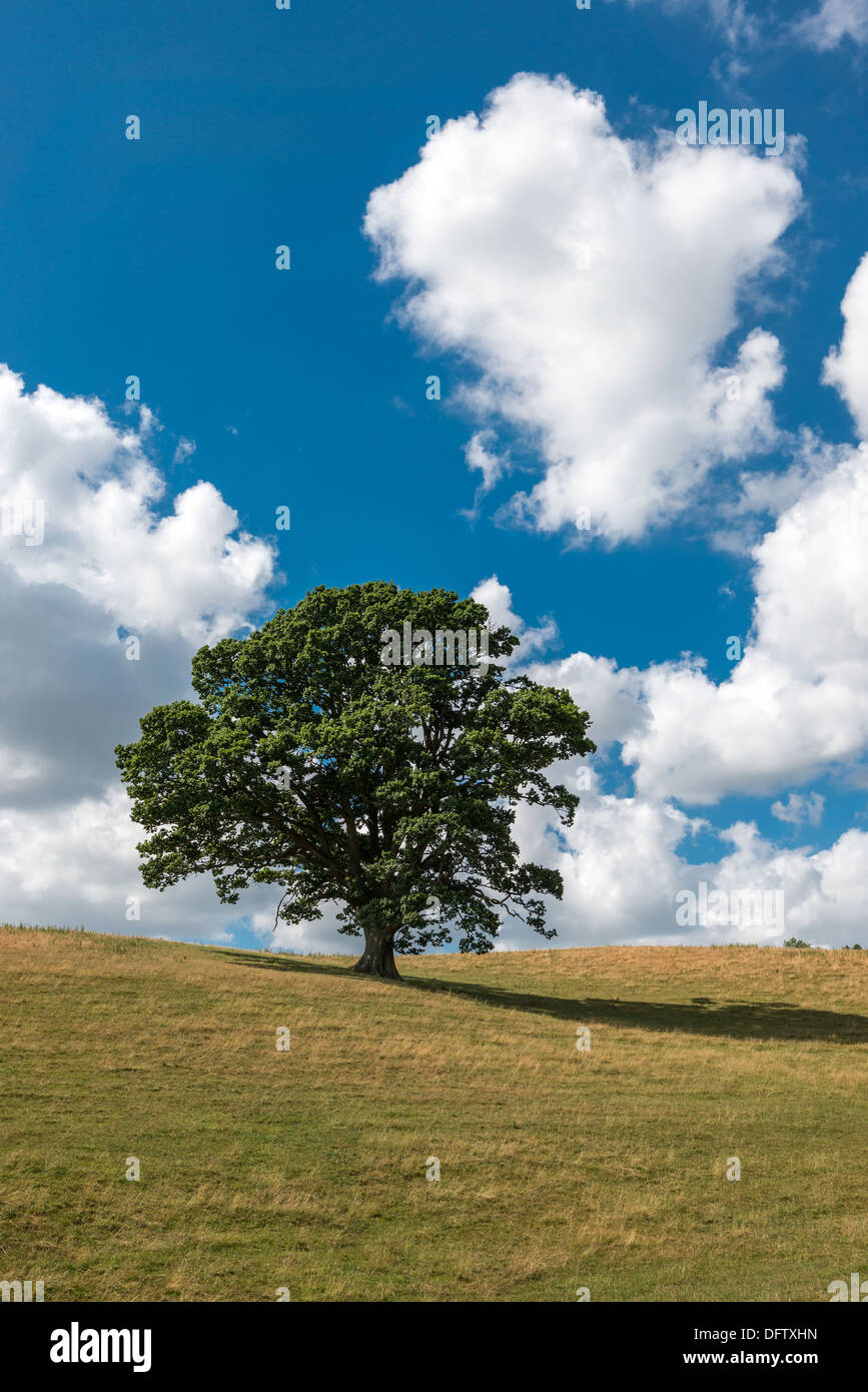 Albero di quercia in alta stagione su erba colline coperte con cielo blu e nuvole bianche UK formato verticale Foto Stock