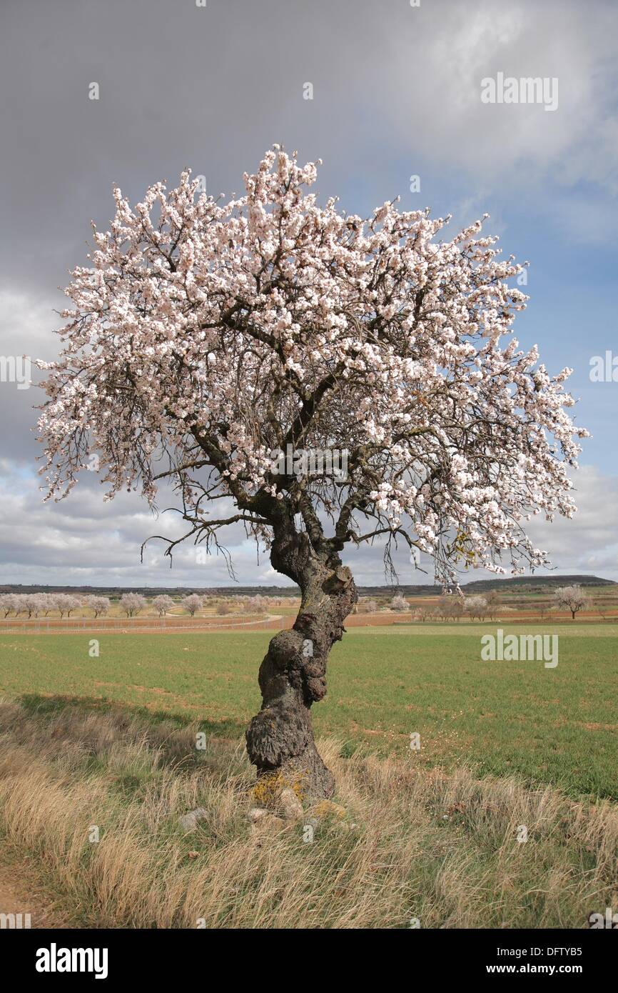 Il vecchio albero di mandorlo in fiore, riserva di biosfera, valle Jubera,  Rioja vino regione, Spagna Foto stock - Alamy