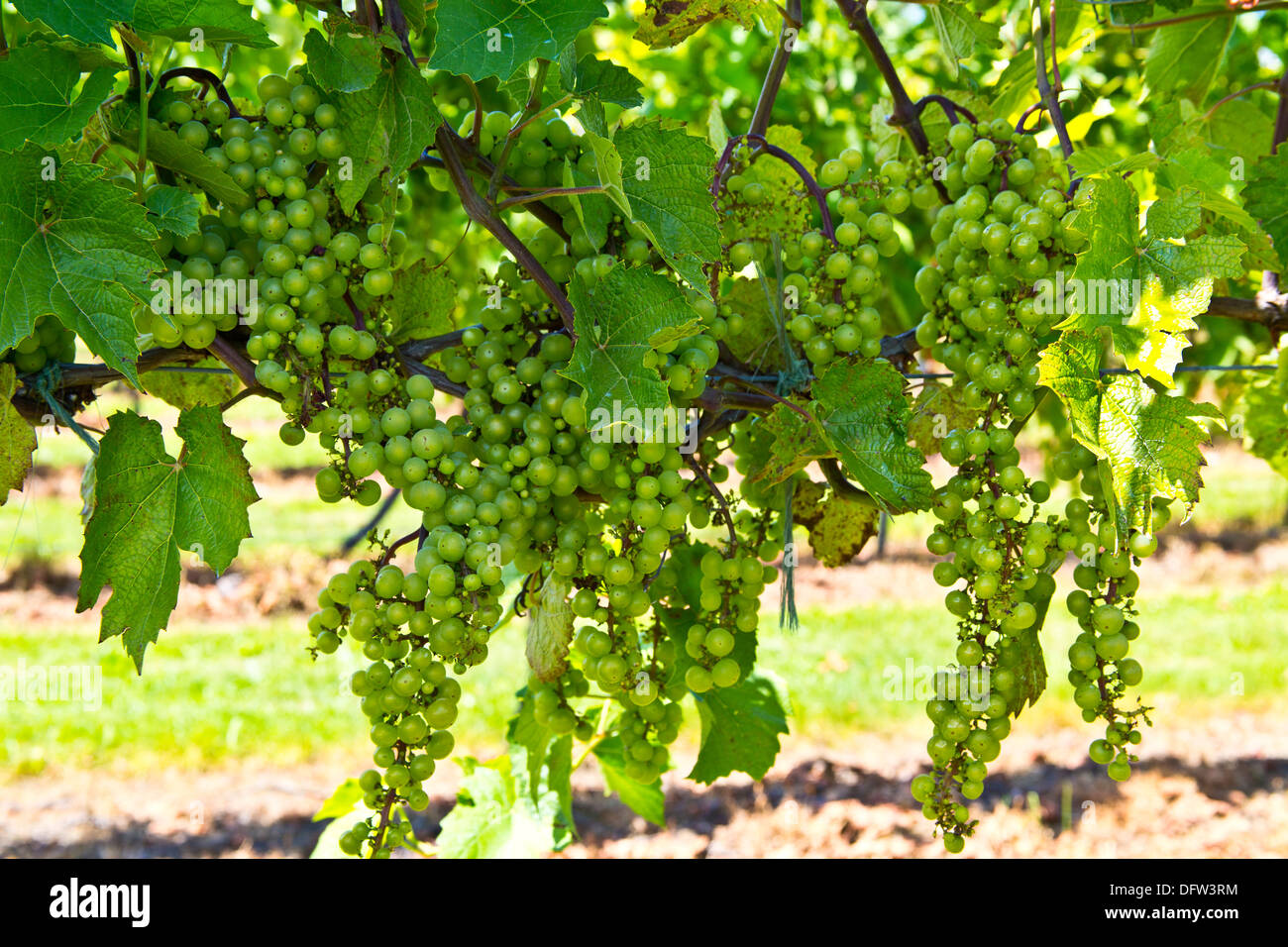 Uva verde su grapevine Lake Erie vino Regione Ontario Canada Foto Stock