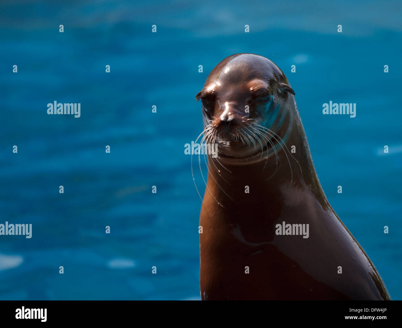 Un leone marino della California di eseguire in un ambiente marino show acquatici Foto Stock
