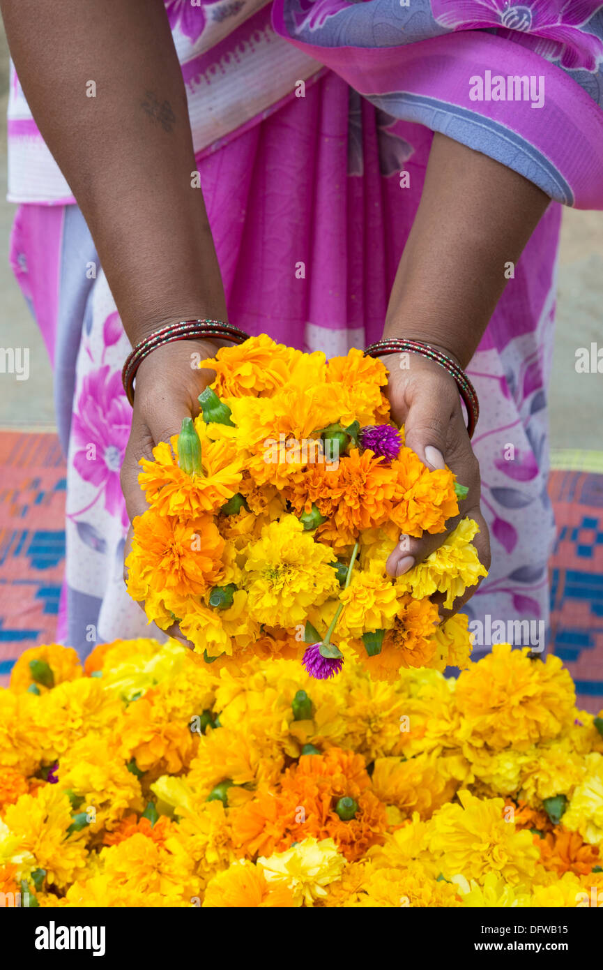 Indian womans mani il prelievo di calendula fiori per la realizzazione di ghirlande di fiori. Andhra Pradesh, India Foto Stock