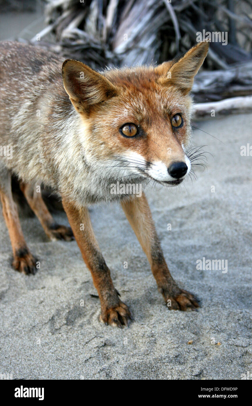 La volpe rossa su di una spiaggia di sabbia in Italia Foto Stock