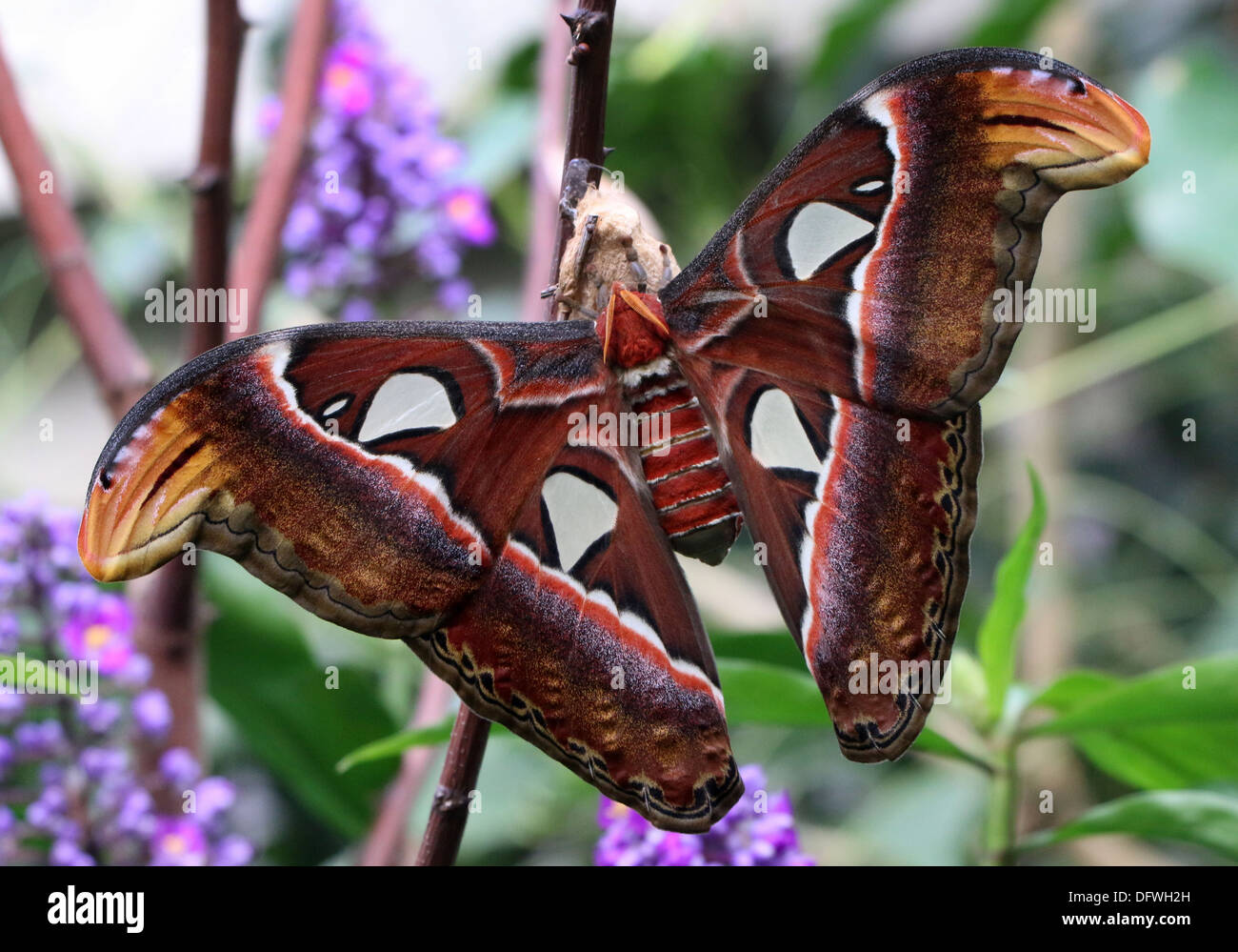 Atlas moth (Attacus atlas) close-up Foto Stock