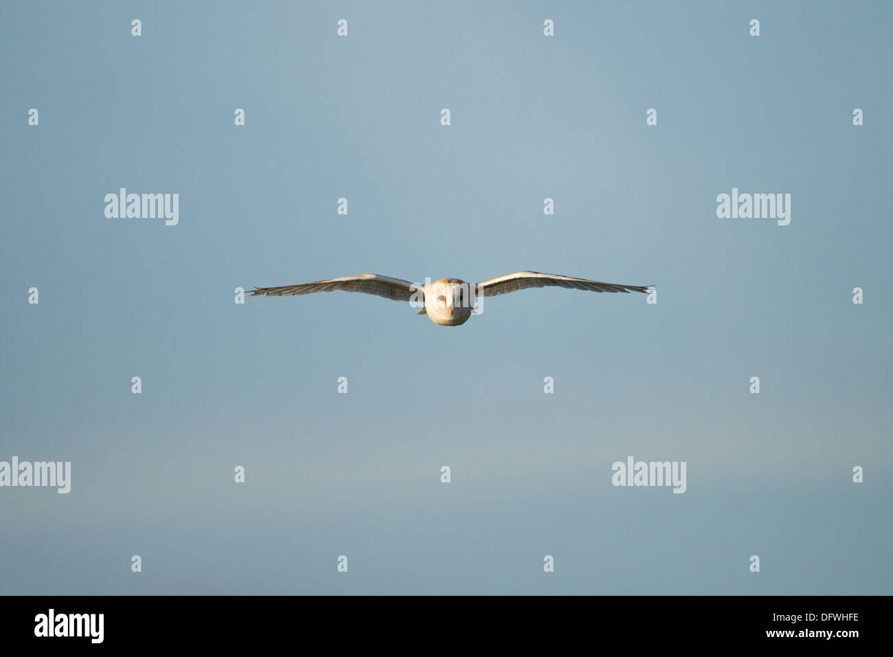 Wild barbagianni volare dritti in telecamera sulla Norfolk campo (Tyto alba) Foto Stock