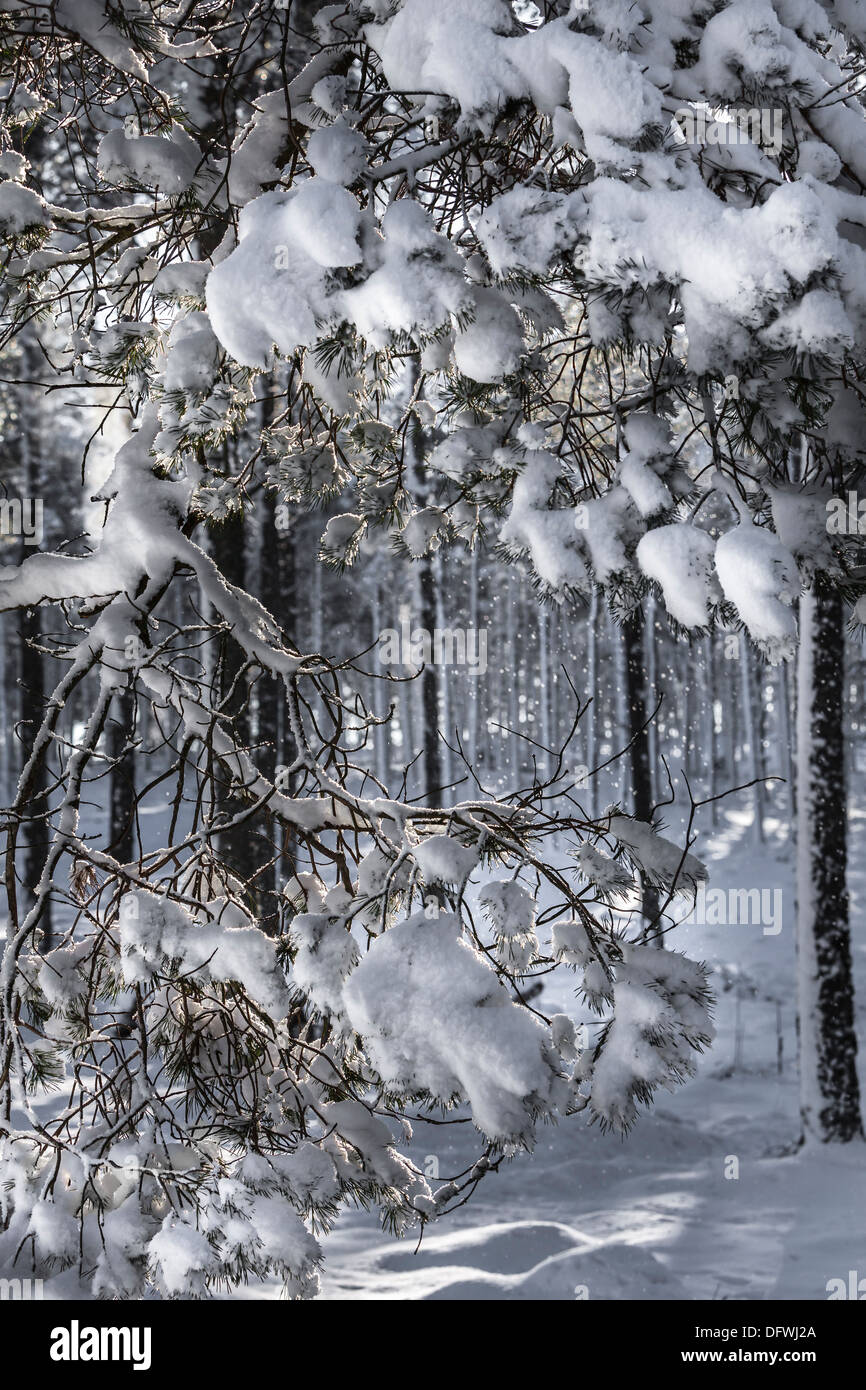 Highland foresta in inverno a Strathdon in Aberdeenshire, Scozia. Foto Stock