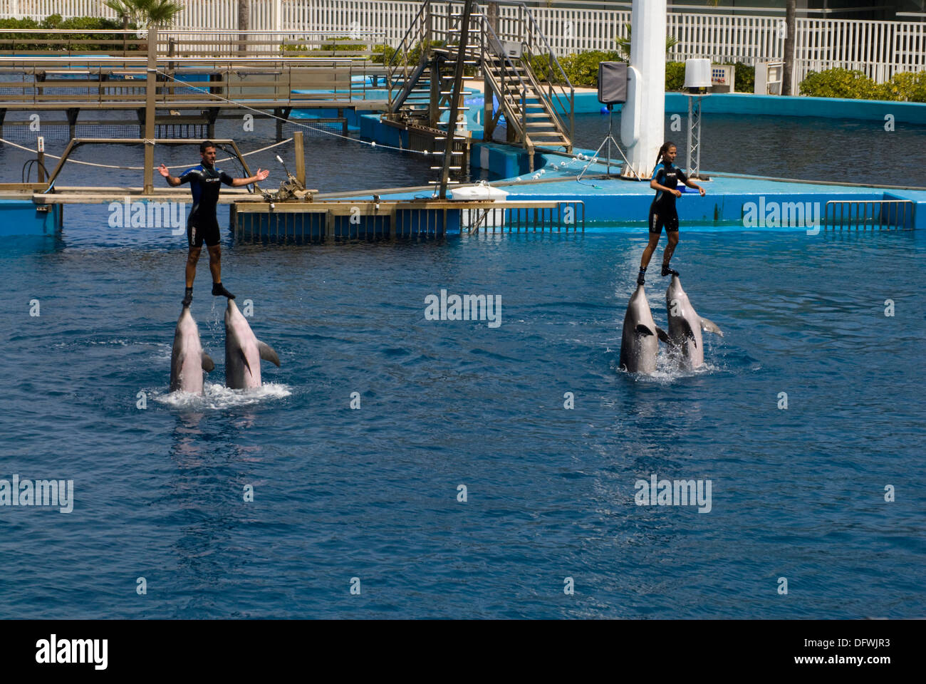 Il bilanciamento atto da Delfini Tursiopi all'L'Oceanografic di Valencia, Spagna. Foto Stock