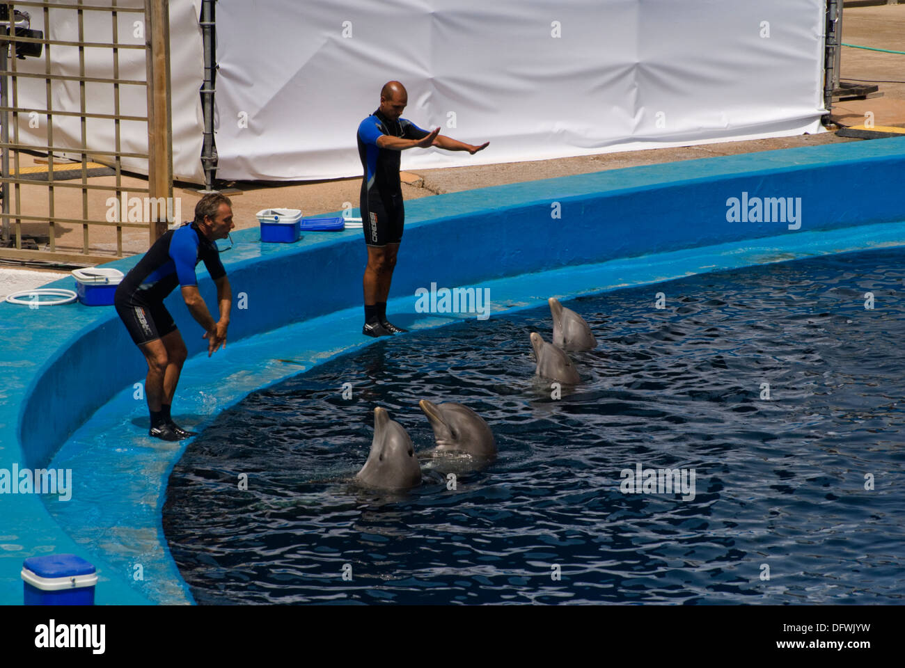 I Delfini al L'Oceanografic presso la Città delle Arti e delle Scienze di Valencia, Spagna Foto Stock