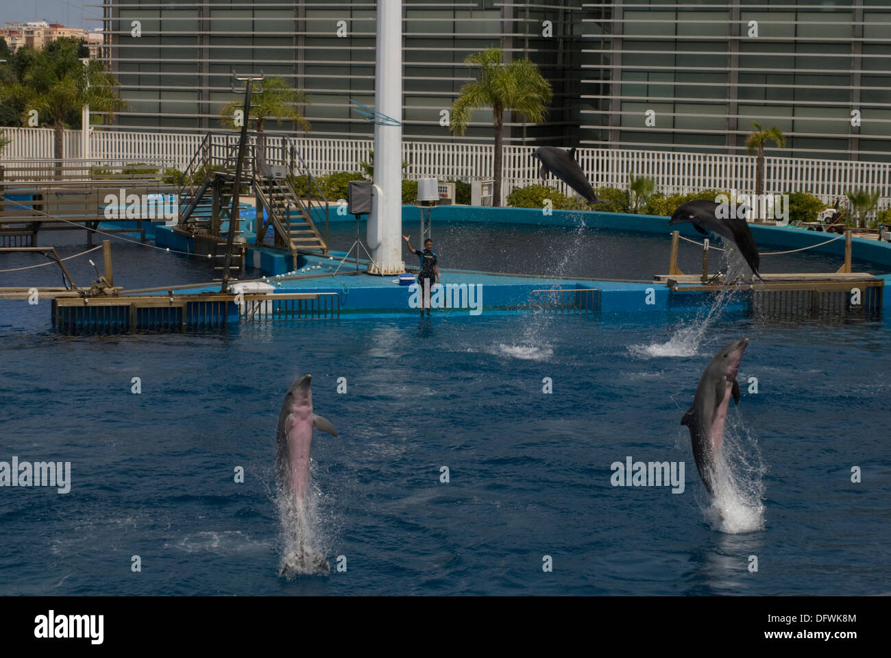 I Delfini al L'Oceanografic presso la Città delle Arti e delle Scienze di Valencia, Spagna Foto Stock