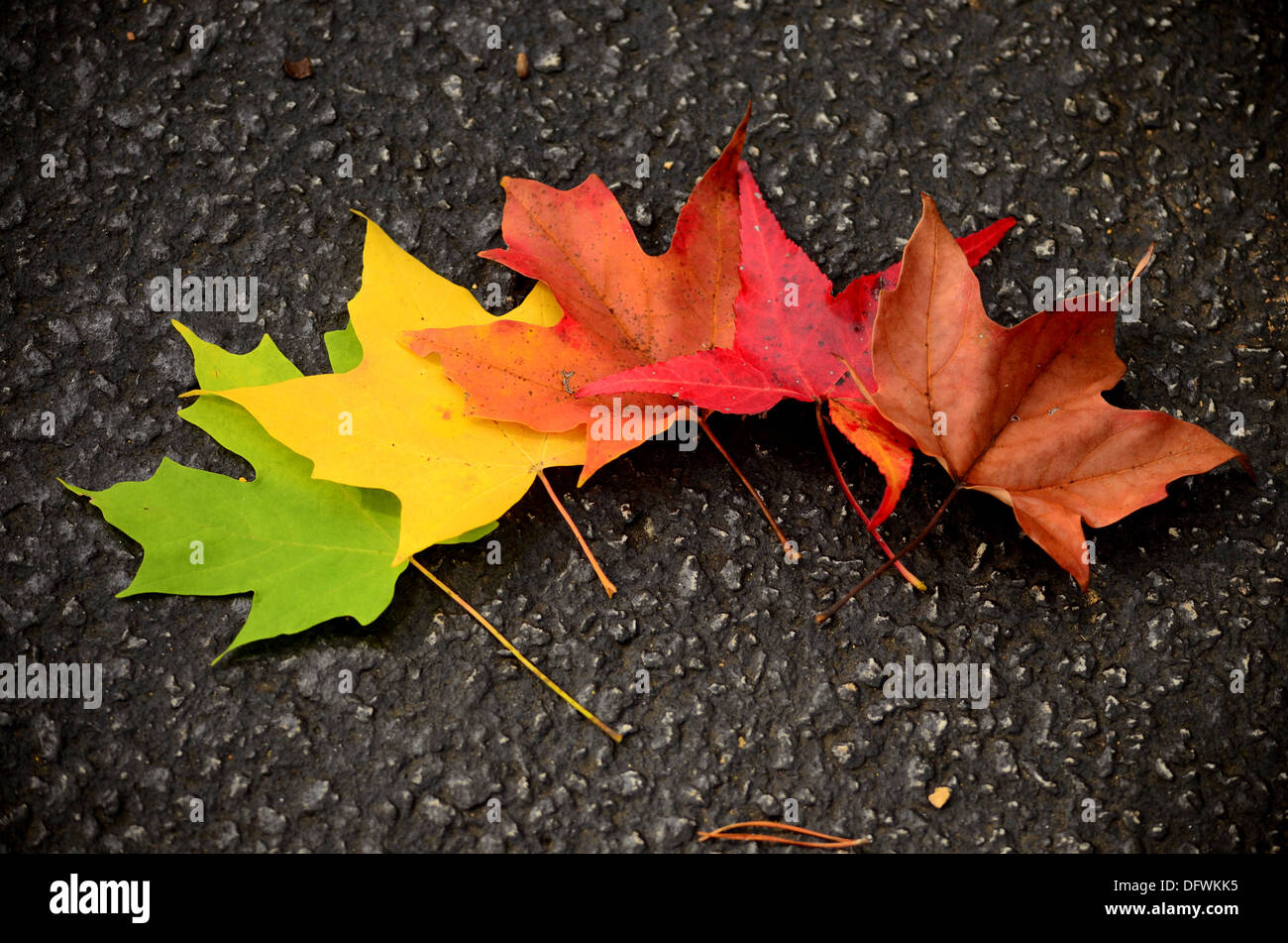 La Simmetria Delle Foglie Autunnali Attivita Teacher Made