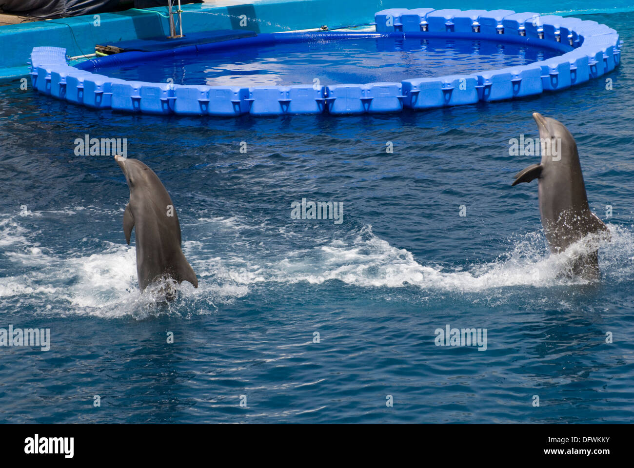 I Delfini al L'Oceanografic presso la Città delle Arti e delle Scienze di Valencia, Spagna Foto Stock