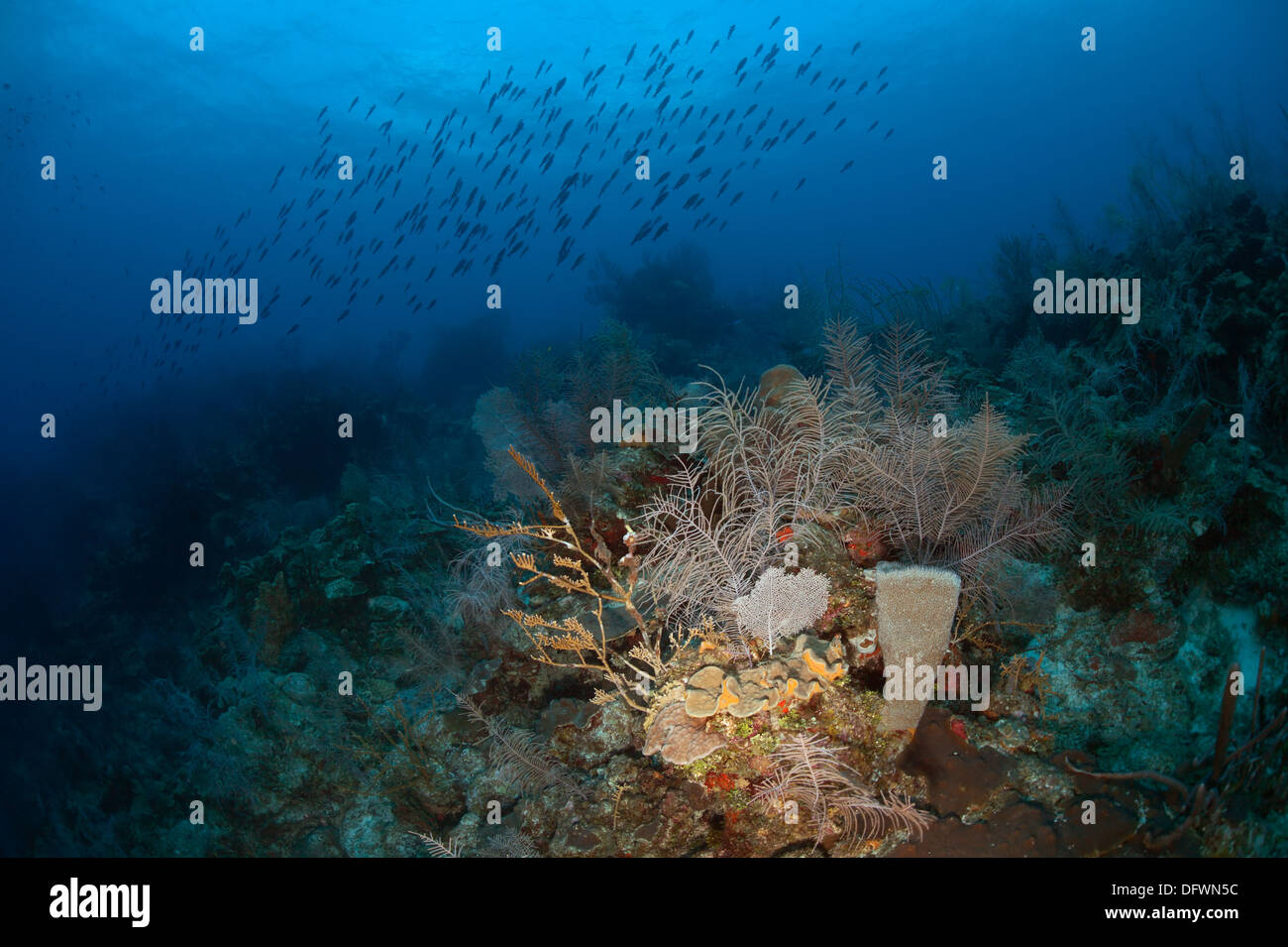 Scuola di pesce nuotare sopra la barriera corallina in acque blu cristalline dei Caraibi. Foto Stock