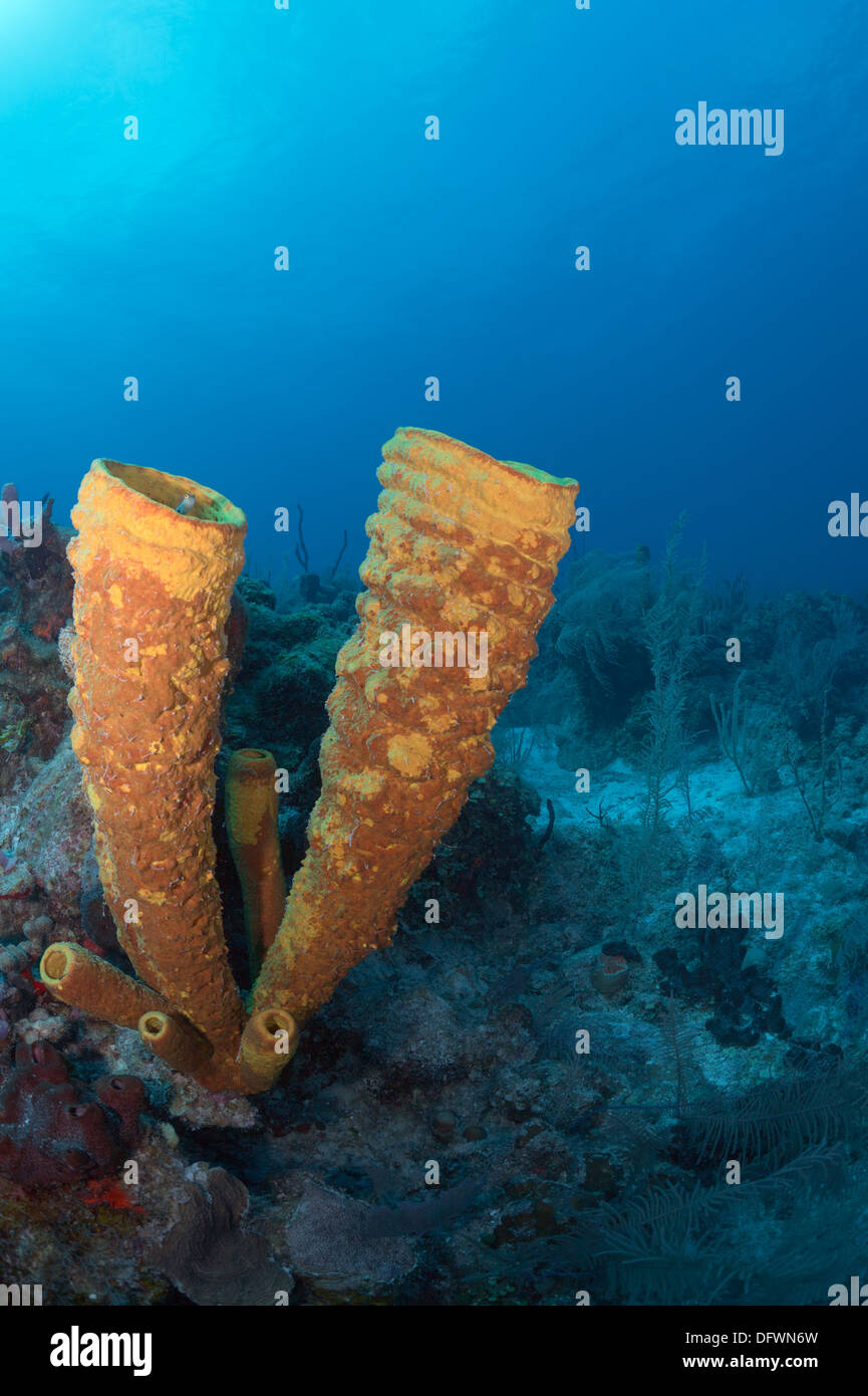 Tubo giallo spugna (Aplysina fistularis) mostra il suo colore brillante anche a profondità di Mesoamerican barriera corallina del Mar dei Caraibi. Foto Stock