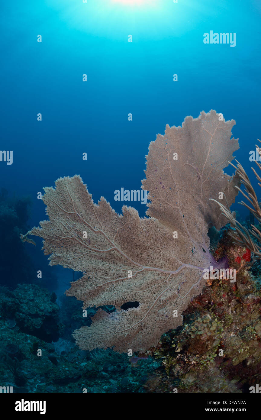 Grande e sano coralli molli di Mesoamerican barriera corallina in acque blu cristalline di Ambergris Caye Belize. Fotografato mentre scuba diving Foto Stock