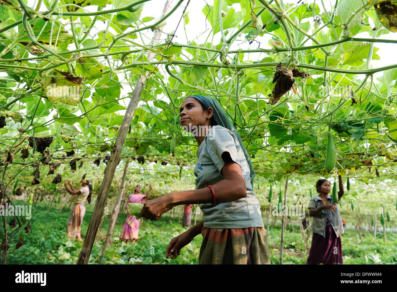 BANGLADESH Madhupur, donne Garo raccolgono ortaggi nel giardino della comunità, Garo è una minoranza etnica e cristiana Foto Stock