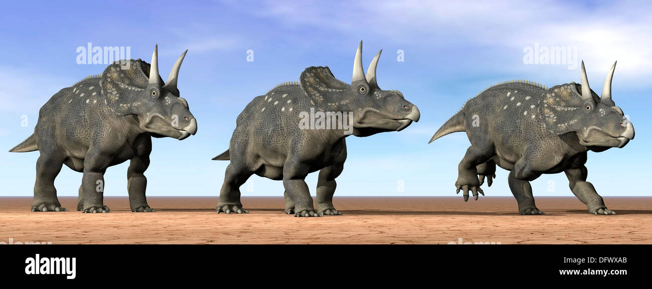 Tre Nedoceratops in piedi nel deserto con la luce del giorno. Foto Stock