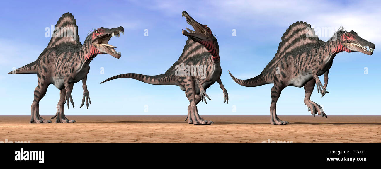 Tre Spinosaurus dinosauri in piedi nel deserto con la luce del giorno. Foto Stock