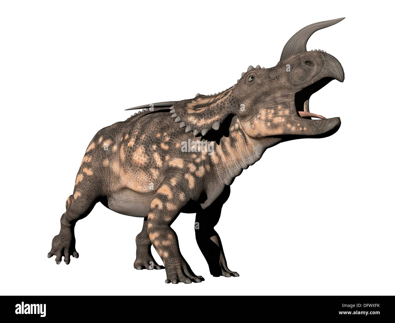 Dinosauro Einiosaurus, sfondo bianco. Foto Stock