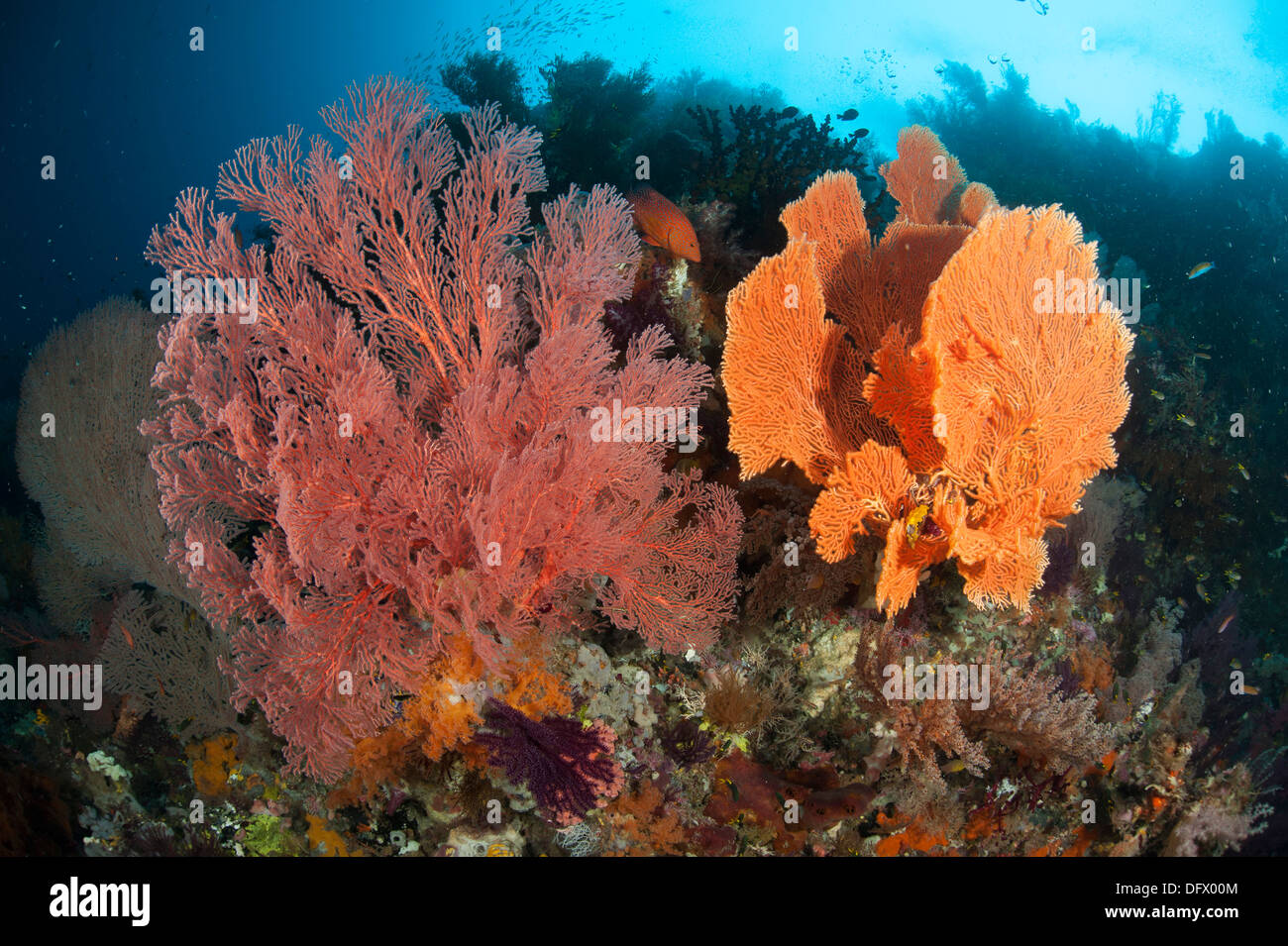 In Reefscape Raja Ampat ricoperto di gorgonie, Papua occidentale, in Indonesia. Foto Stock