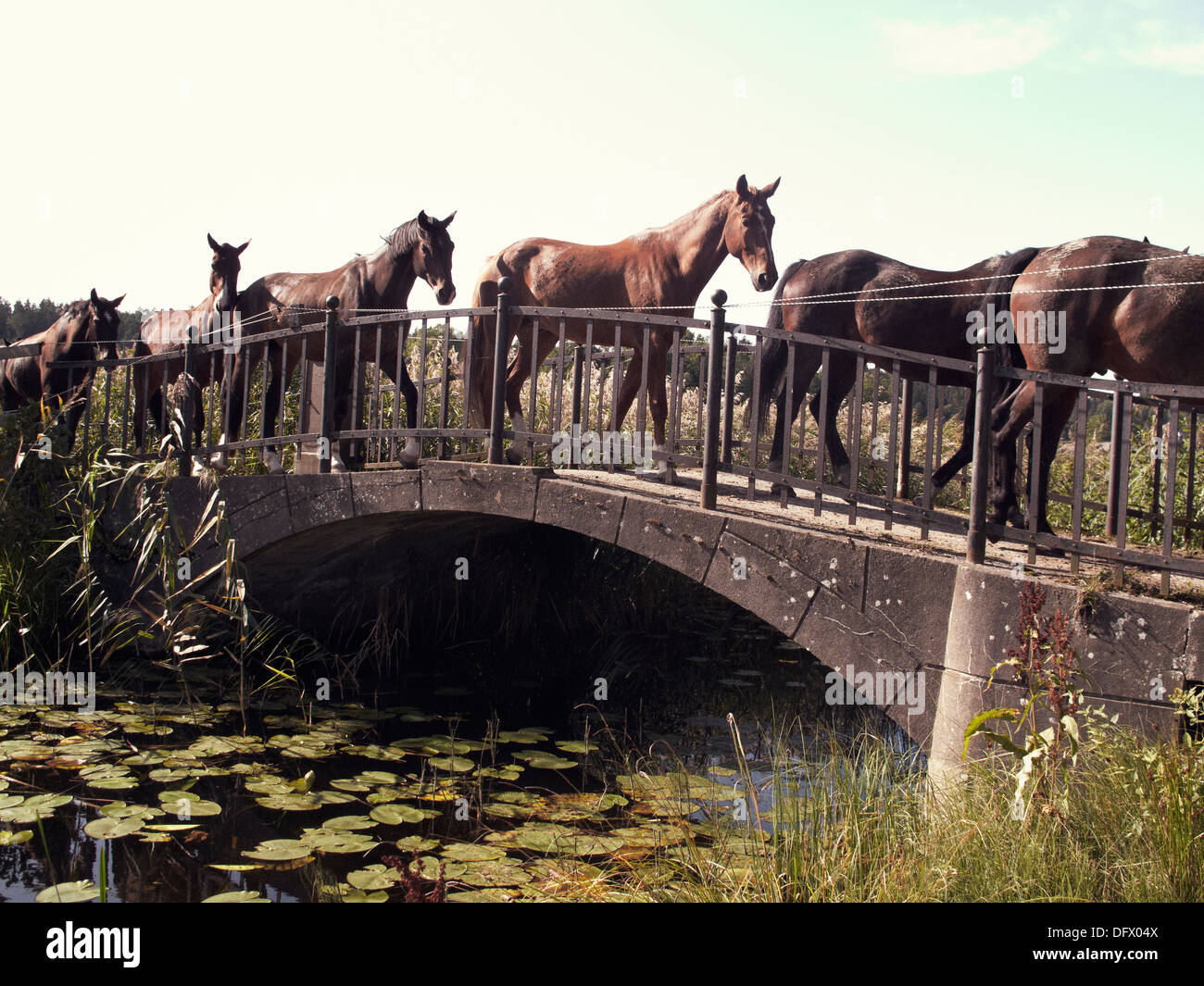 Cavalli camminando sul piccolo ponte pedonale rurale Foto Stock