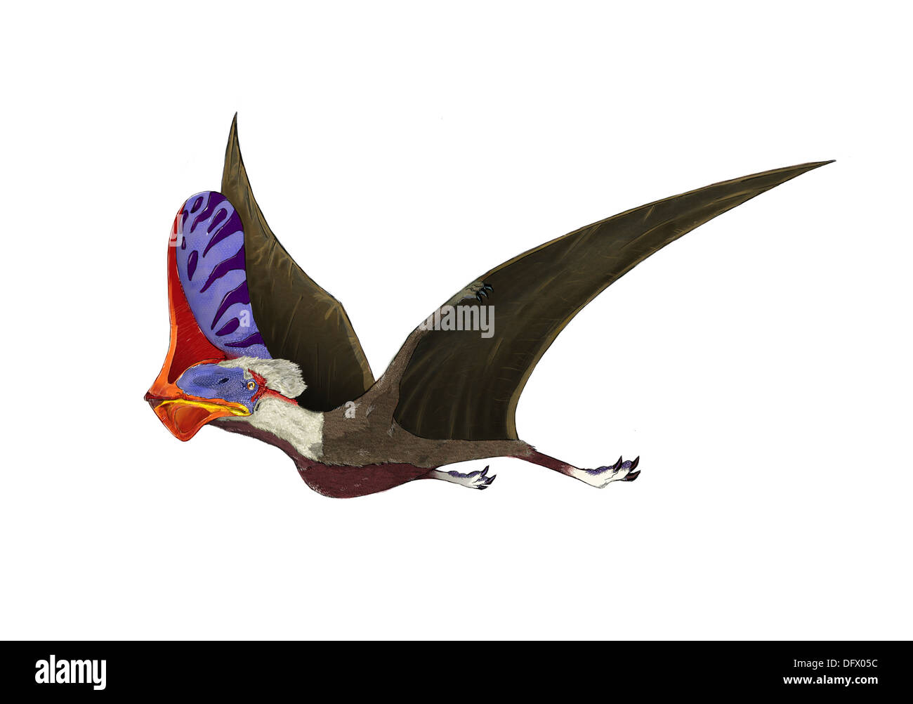 Tapejar, un genere di Pteranodonte brasiliano dal Cretaceo. Foto Stock