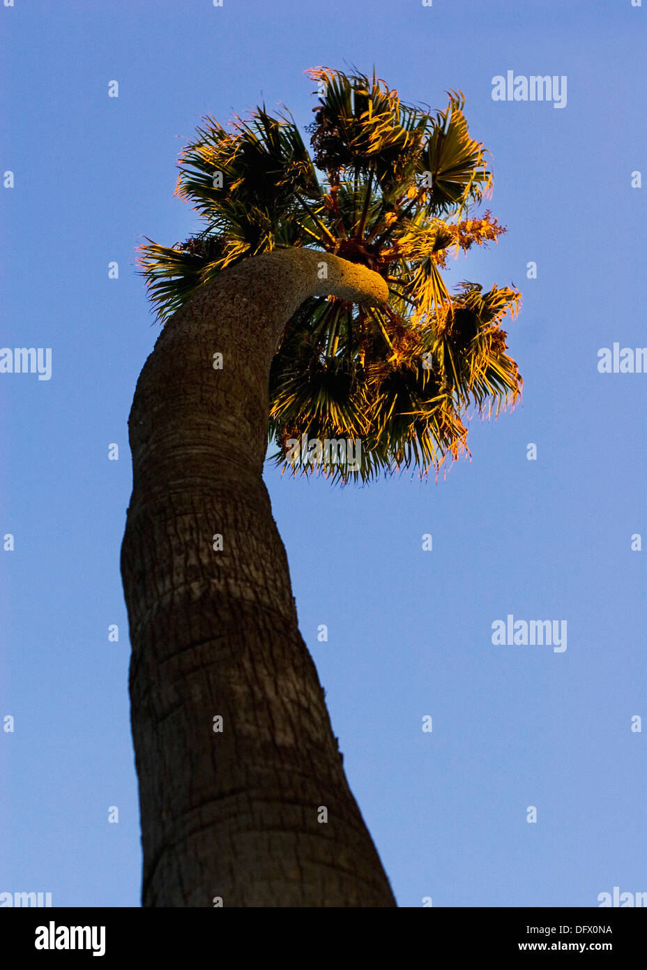 Albero di Pam contro il cielo blu e a basso angolo di visione Foto Stock