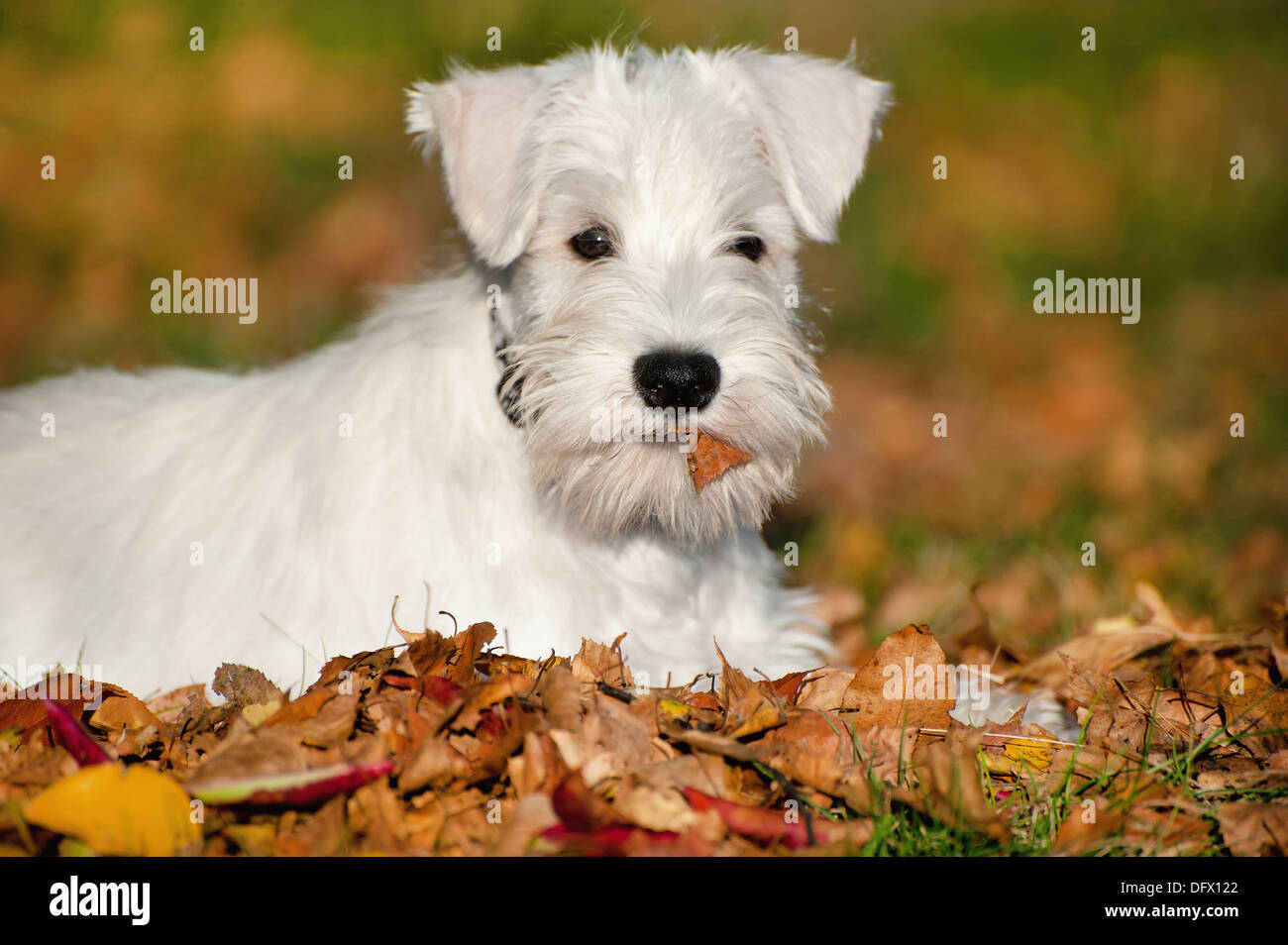 A 12 settimane-antica miniatura CUCCIOLO SCHNAUZER in foglie di autunno Foto Stock