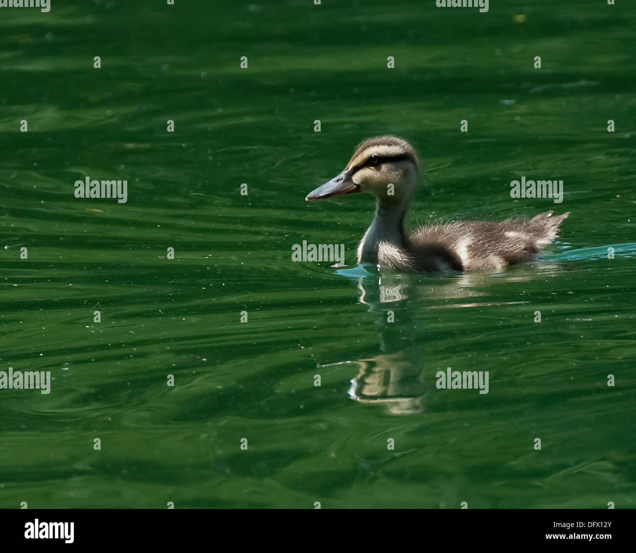 Un germano reale anatroccolo nuotate nel lago. Foto Stock