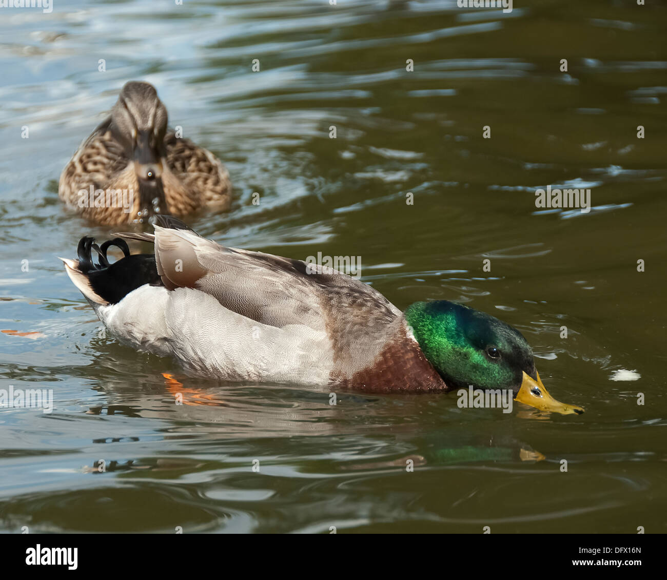 Due le anatre bastarde mangiare il pane nel lago. Foto Stock