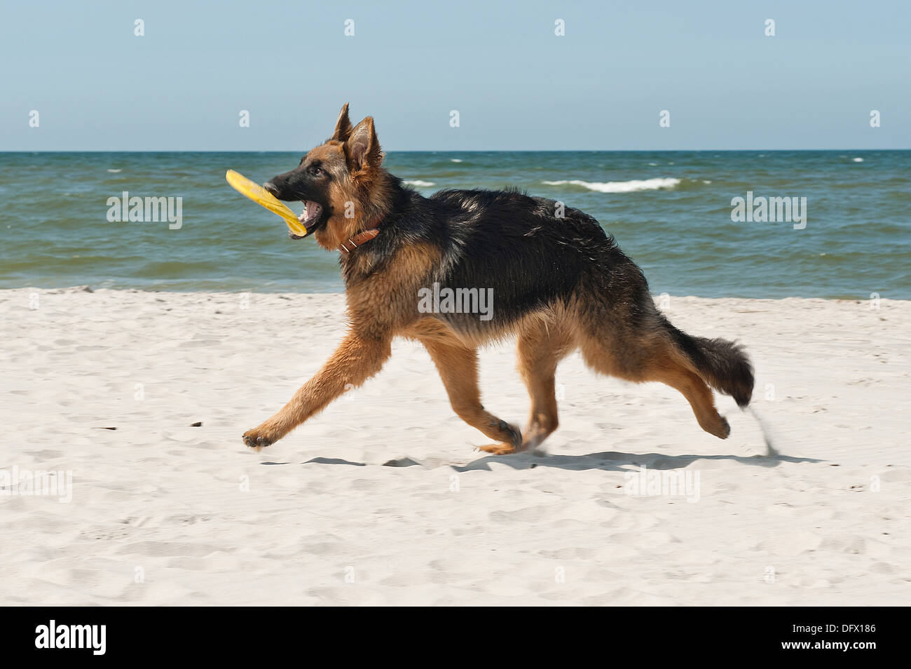 6-mese-old German Shephard cucciolo giocando sulla spiaggia Foto Stock