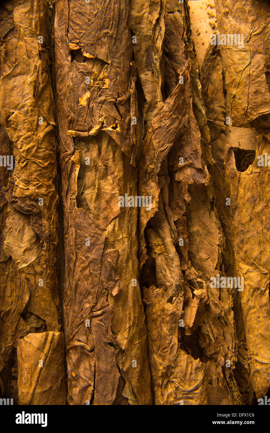 Vista dettagliata del sigaro cubano delle foglie di tabacco che mostra la texture Foto Stock