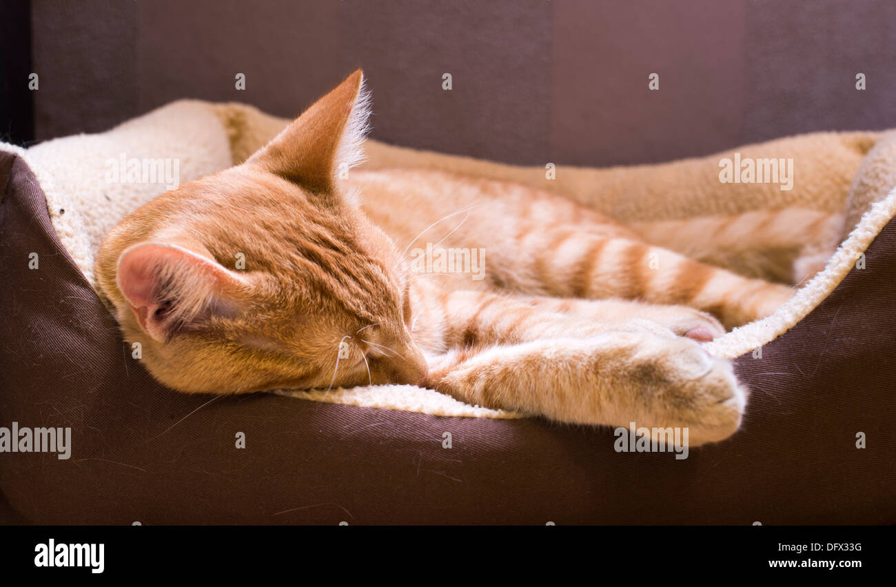 Pelo di gatto arancione in cat bed Foto Stock