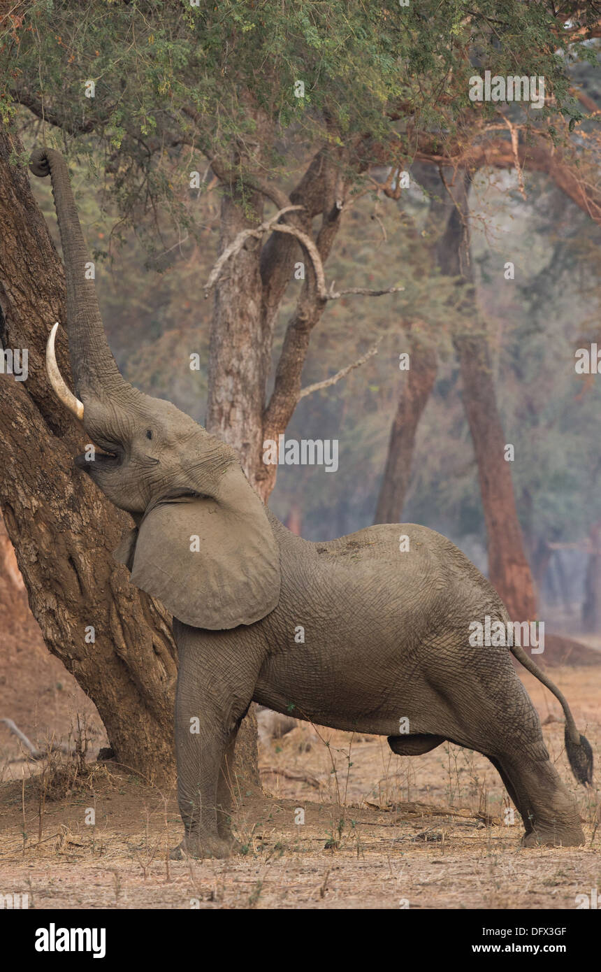 Maschio di elefante africano (Loxodonta africana) fino a raggiungere il avanzamento off un Ana Tree (Faidherbia albida) Foto Stock