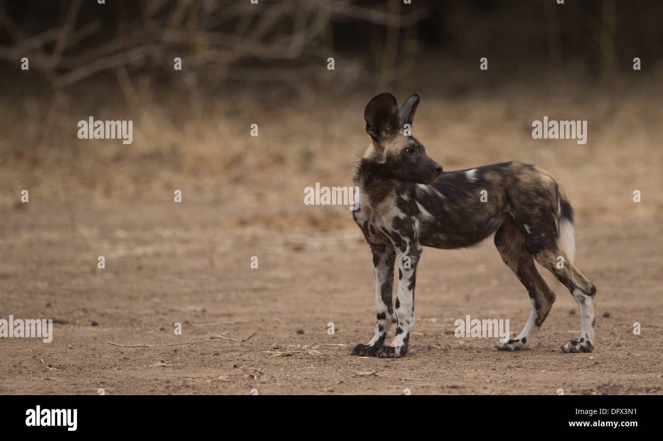 Wild Dog cucciolo (Lycaon pictus) che sta guardando indietro sopra la sua spalla Foto Stock