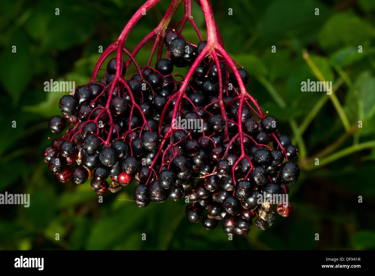 Cluster di frutta di sambuco Foto Stock