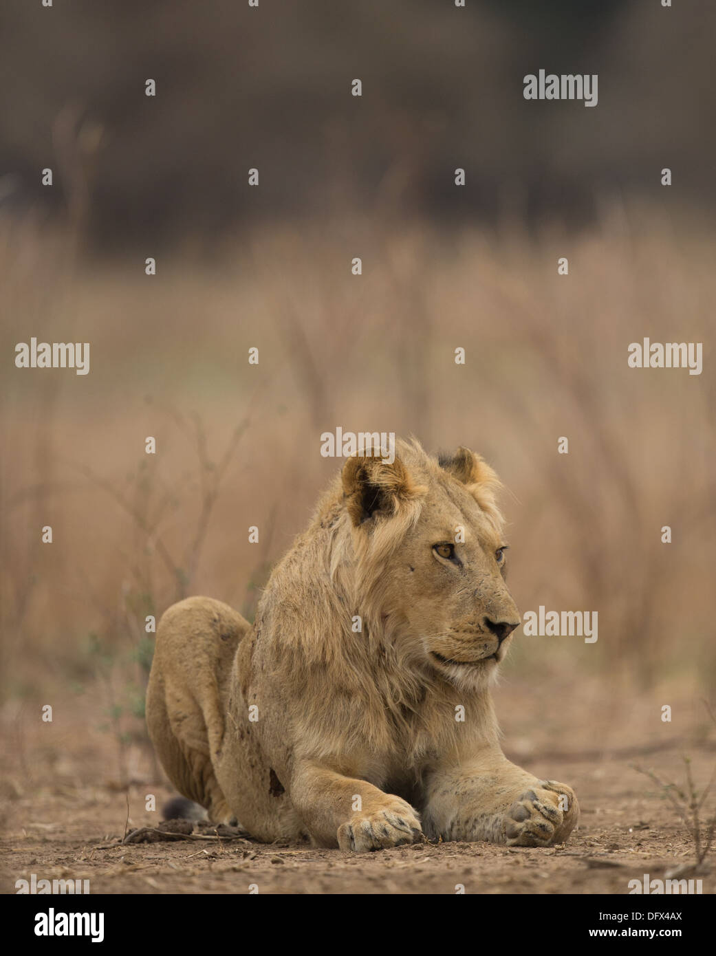 Giovane maschio lion (Panthera leo) guardando intorno Foto Stock