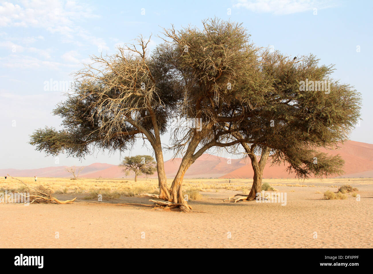 Namib Desert paesaggio con alberi contro uno sfondo di dune di sabbia rossa.Sossusvlei,Namib Desert,Namibia. Foto Stock