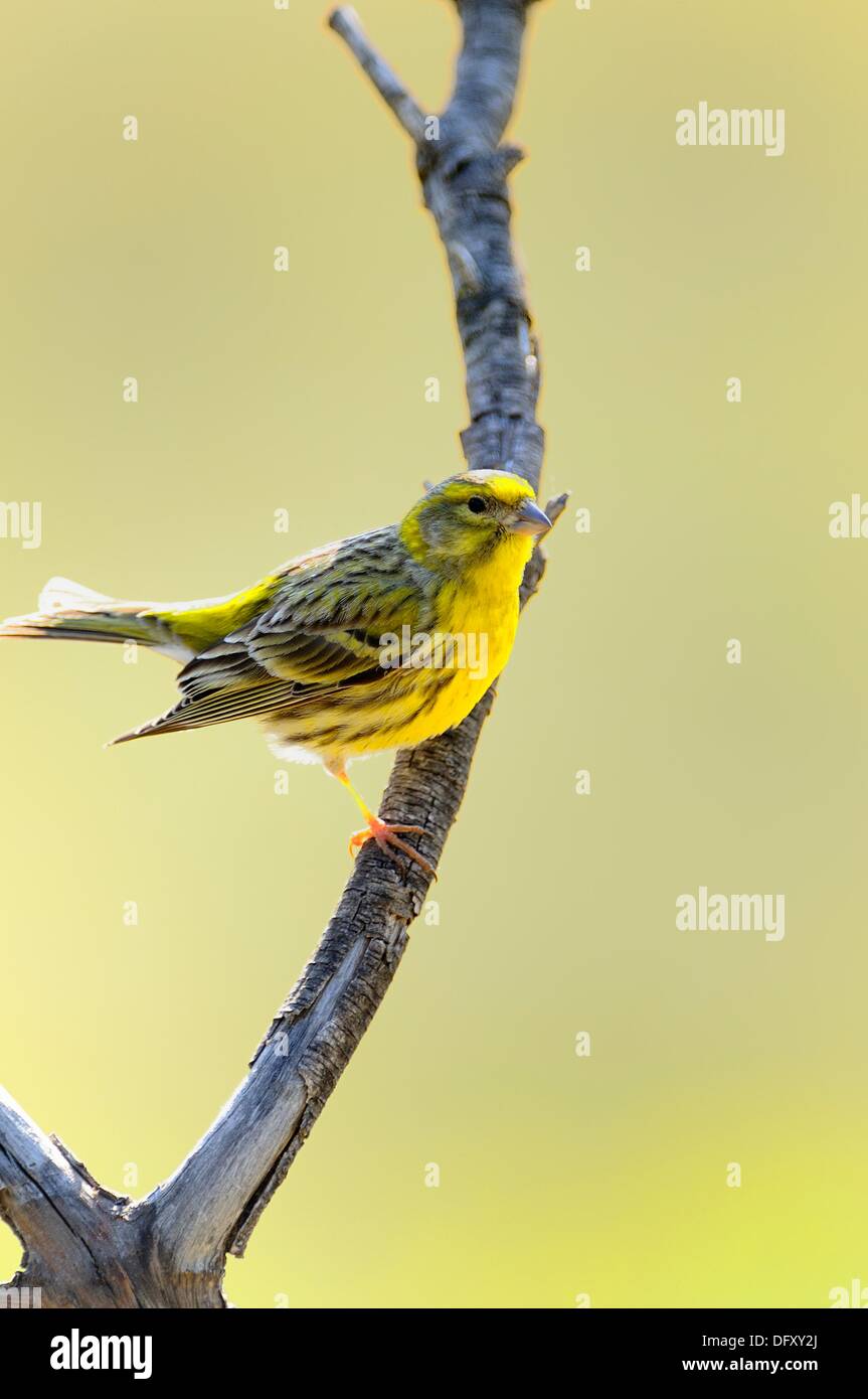 Uccello verde di piccole dimensioni Foto Stock