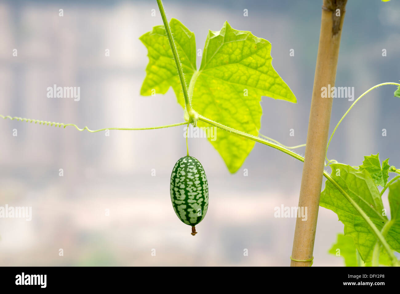 Piccolo cucamelons / mouse frutti di melone (Melothria scabra) cresce in un tunnel di poly. Regno Unito Foto Stock