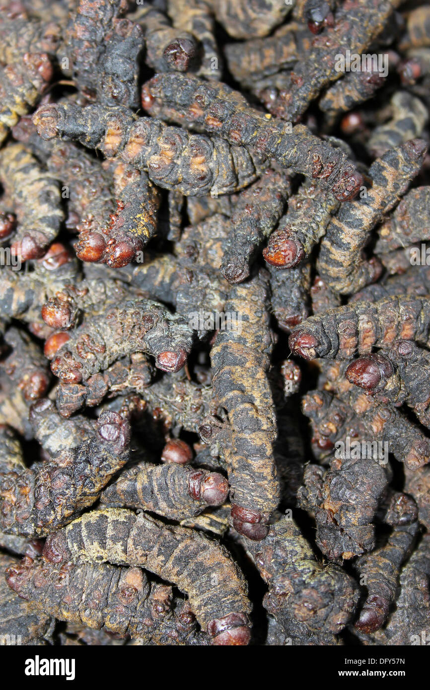 Essiccato Mopane Worms - un importante fonte di proteine per molti africani Foto Stock