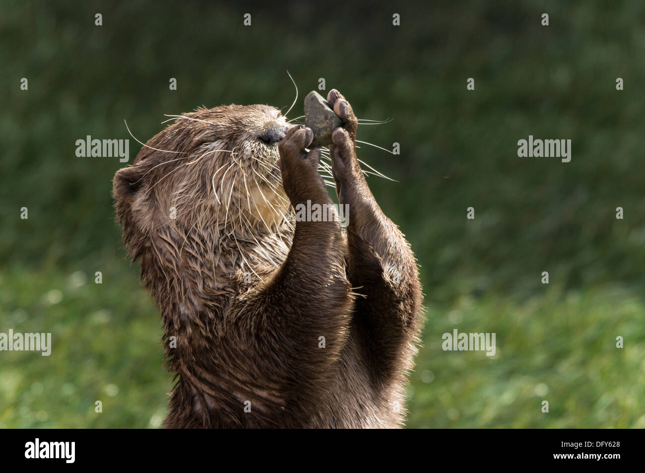 Cinque Suore Zoo, Polbeth, Scozia - Oriental Small-Claw lontre Foto Stock