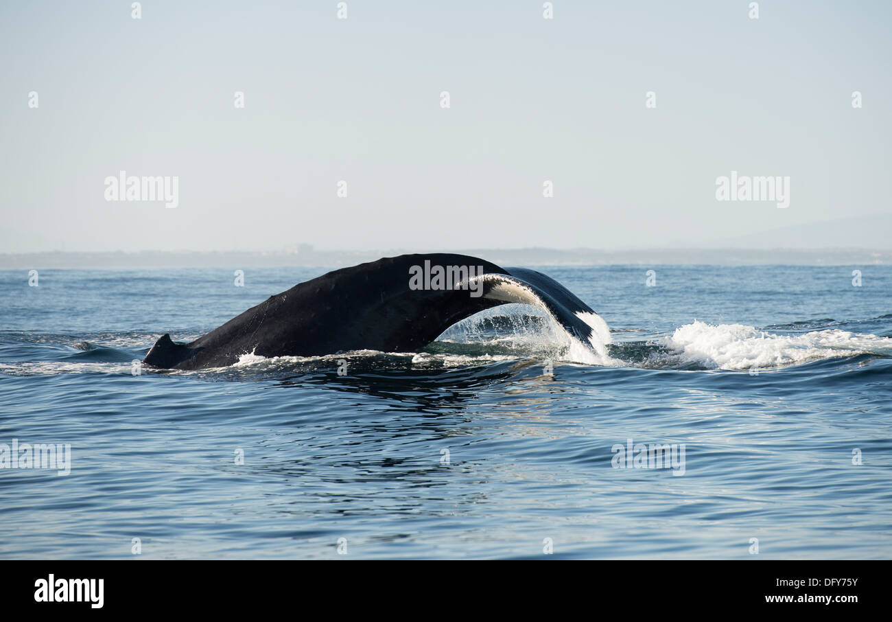 Humpback Whale logging, dal profilo, false bay in Sud Africa Foto Stock