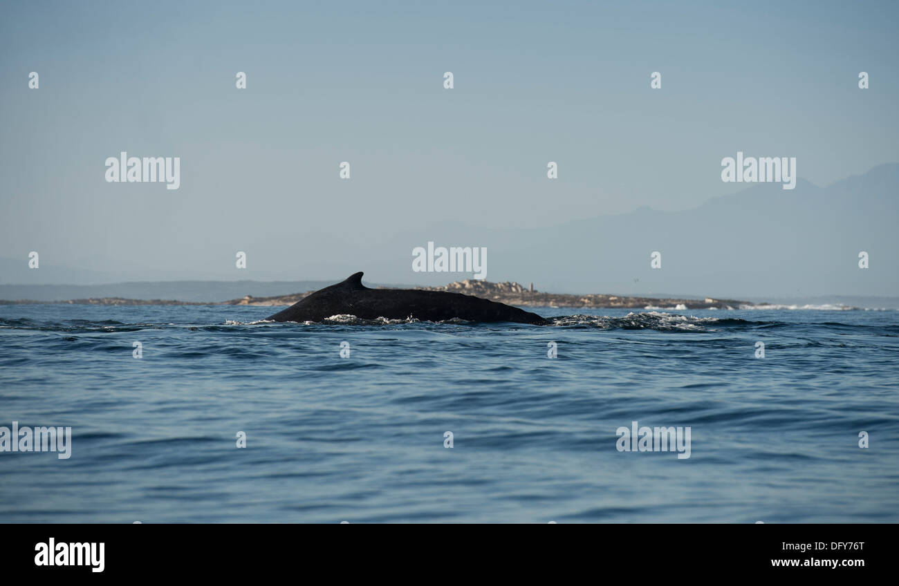 Humpback Whale logging, isola di tenuta in background, False Bay, Sud Africa Foto Stock