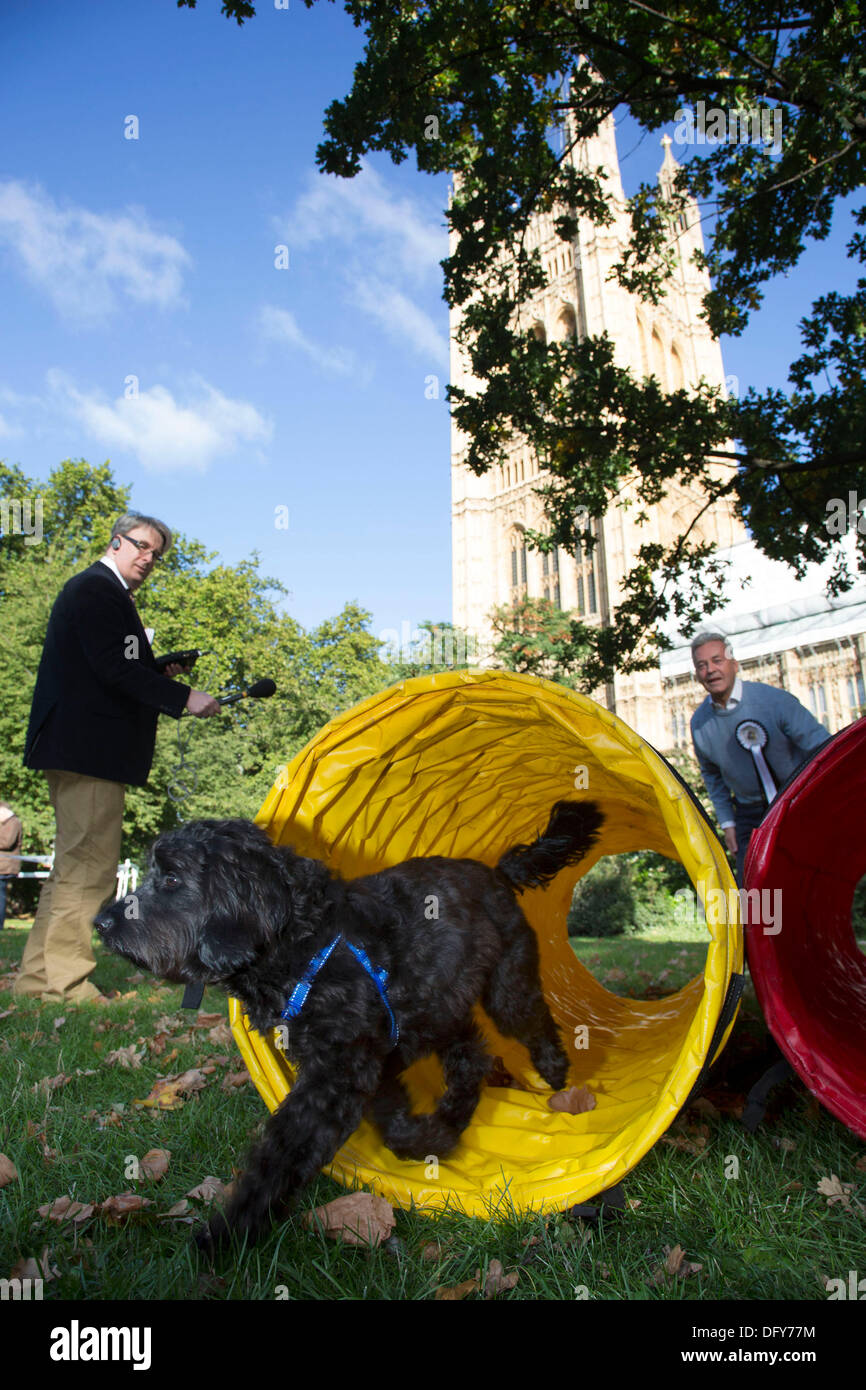 Londra, Regno Unito. Giovedì 10 ottobre 2013. Il vincitore Alan Duncan MP e noodle, un Cocker Spaniel / Poodle croce. MPs e i loro cani a competere in Westminster cane dell'anno concorso celebra l'unico legame tra uomo e cane - e mira a promuovere la responsabilità di proprietà del cane. Credito: Michael Kemp/Alamy Live News Foto Stock