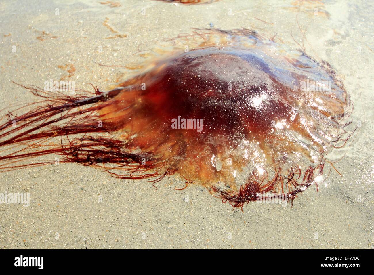 Un comune Luna meduse, Aurelia aurita, lavato fino a una spiaggia. Foto Stock