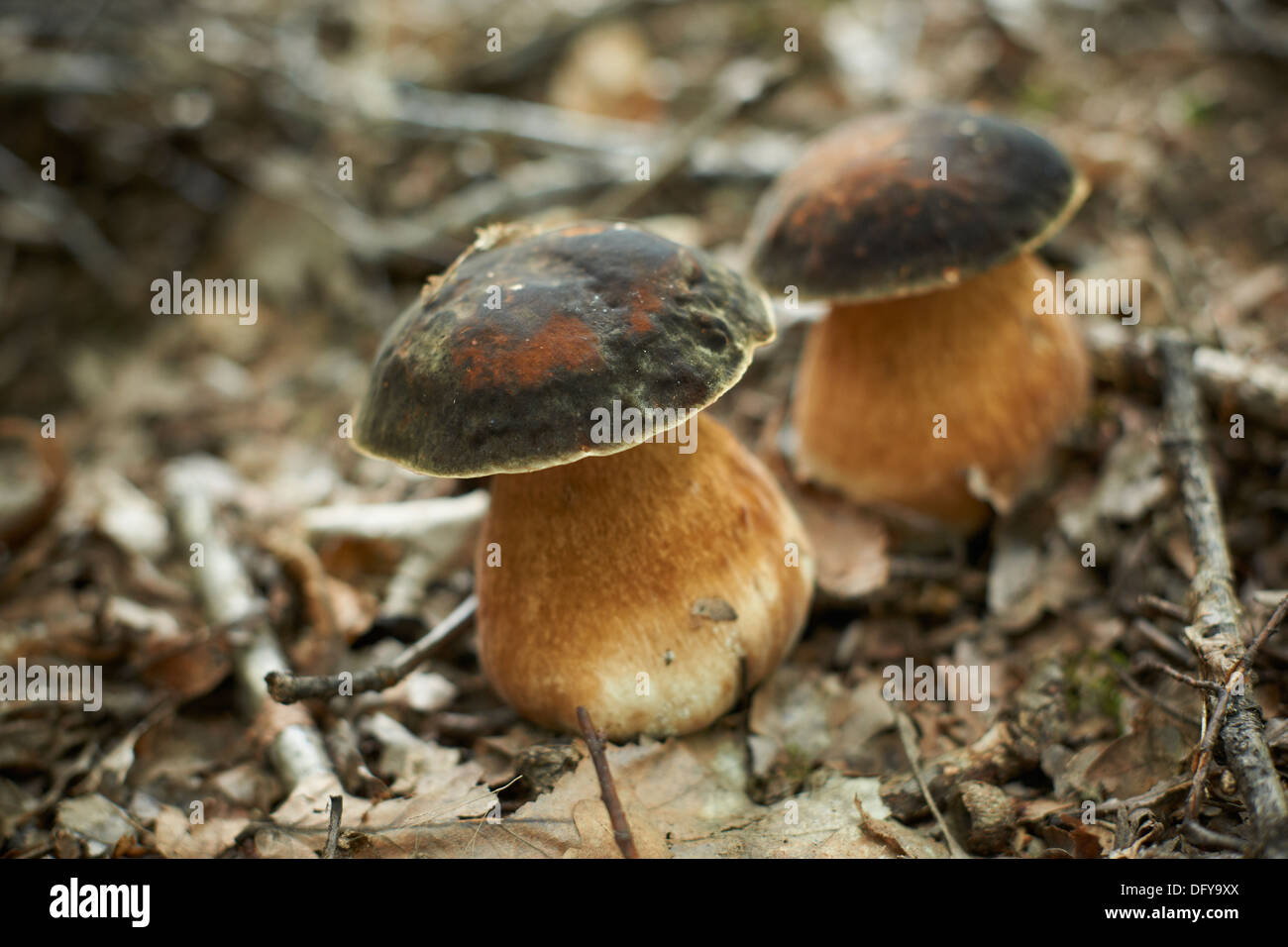 Foresta di funghi commestibili, funghi porcini, Boletus edulis Foto Stock