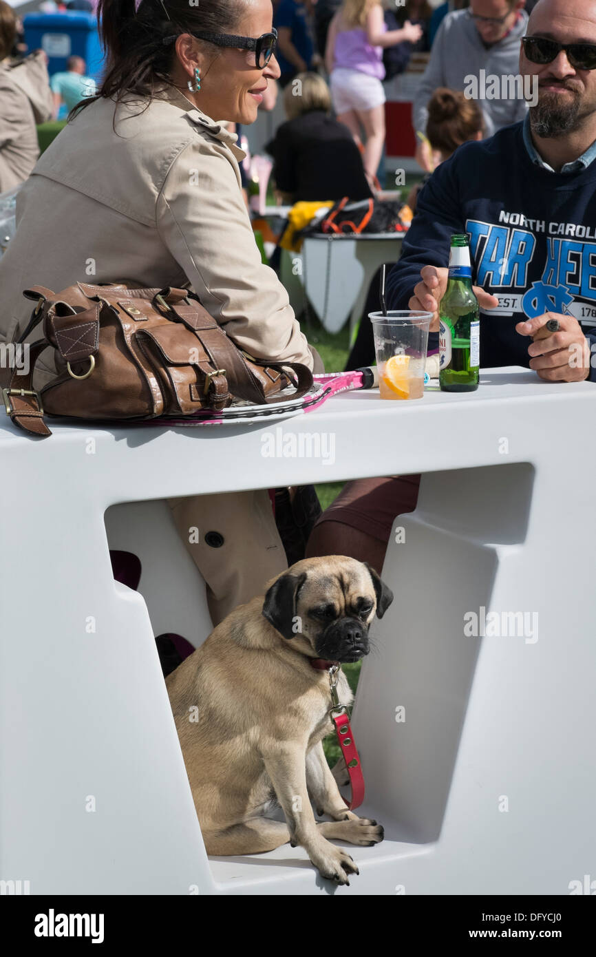 Foodies Festival, Inverleith Park, Edimburgo, Scozia, evento annuale, Agosto 2013. Cane in una tabella. Foto Stock