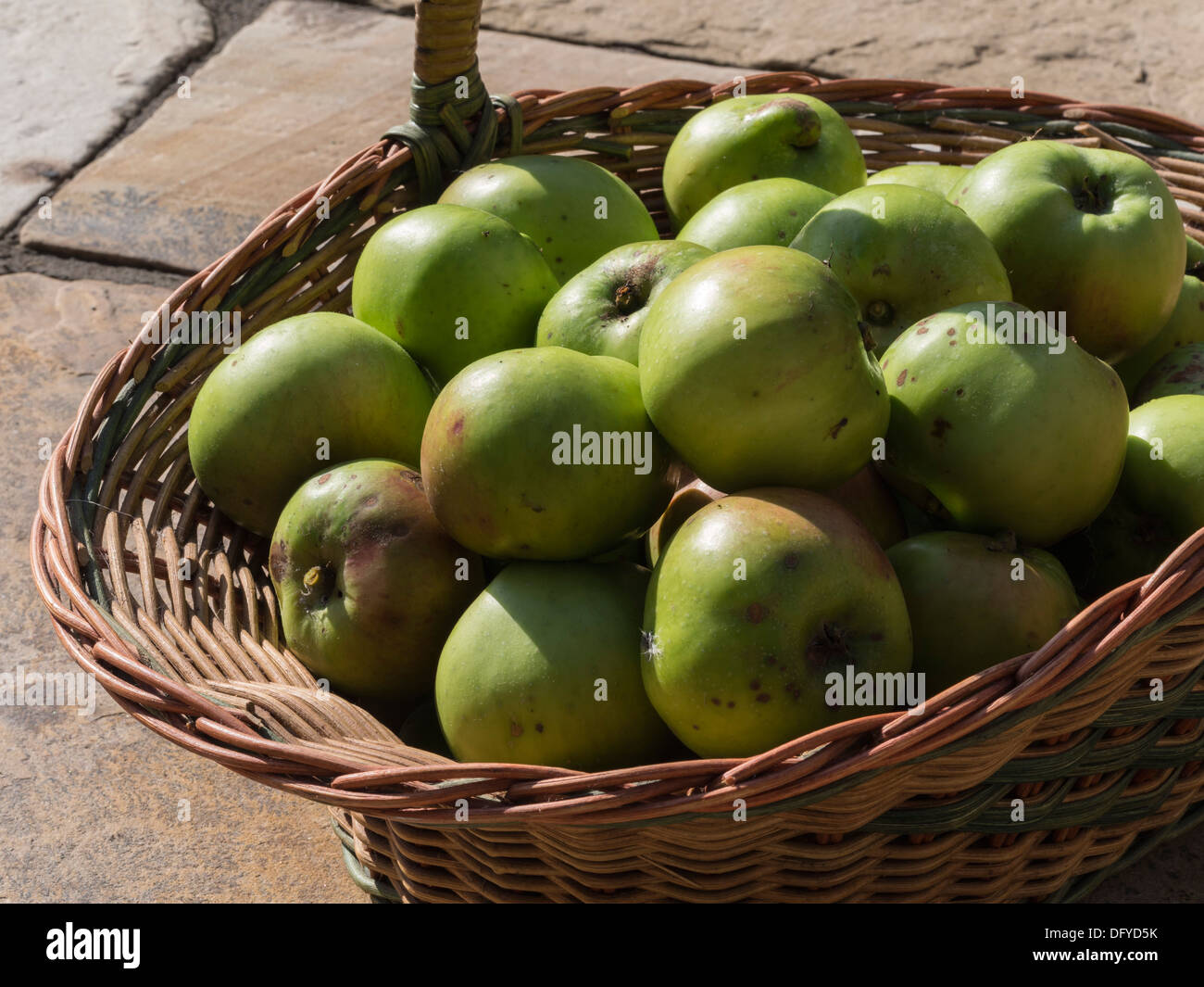 Cesto di Bramley la cottura di mele coltivate nel giardino di profondità della zona di messa a fuoco Foto Stock