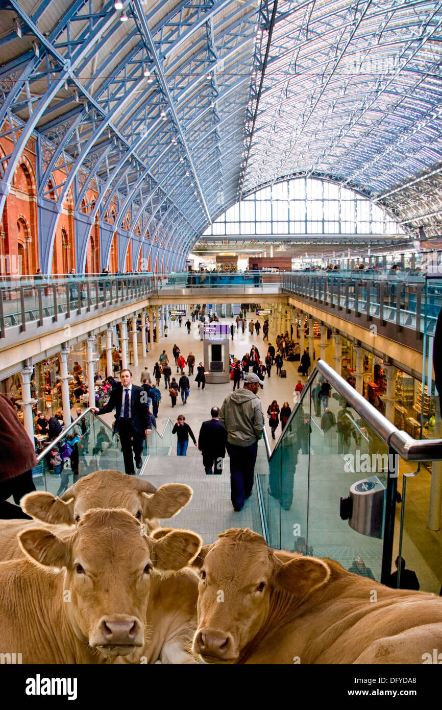 Bovini su una scala alla Stazione di St Pancras, London Inghilterra England Foto Stock